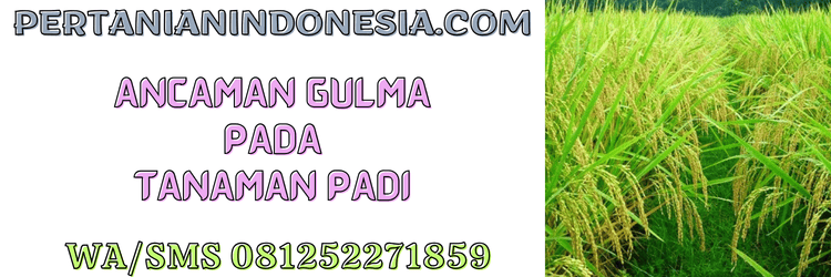 ancaman,gulma,rumput liar,rerumputan,pertanian indonesia